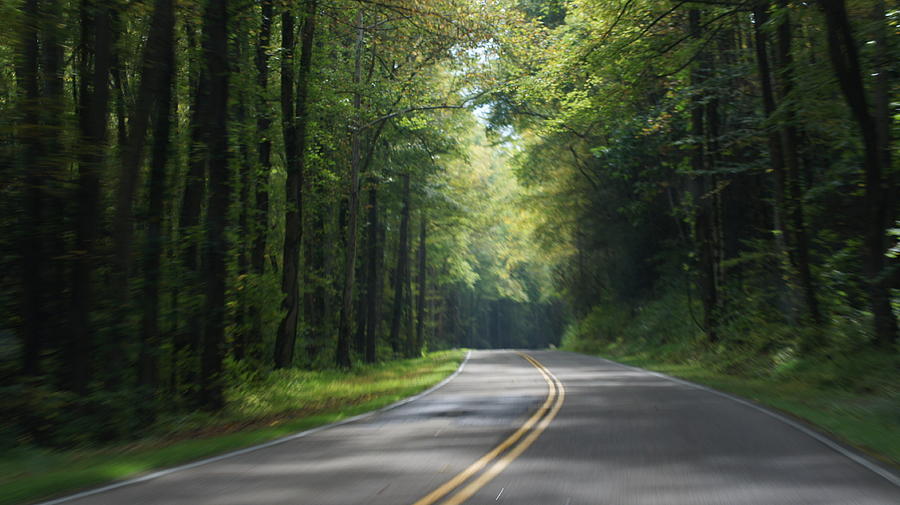 Tree Canopy Covered Roadway  Photograph by Rosemarie E Seppala