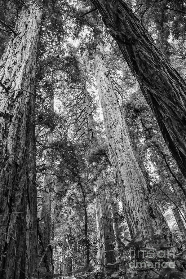 Tree Canopy in Muir Woods 2 Photograph by Bob Phillips