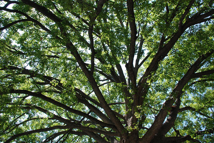Tree Canopy  Photograph by Kenny Glover