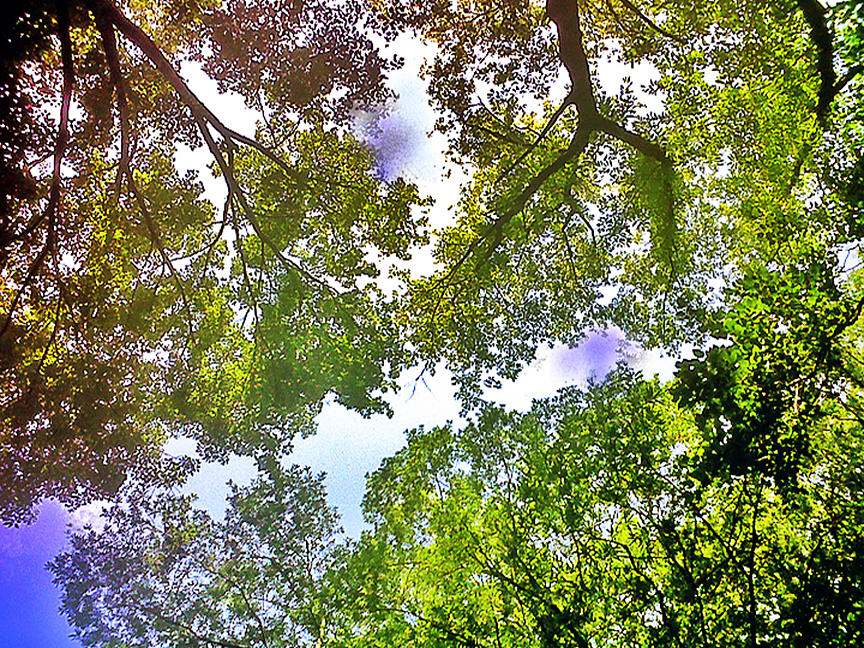 Tree Canopy Photograph by Linda N  La Rose