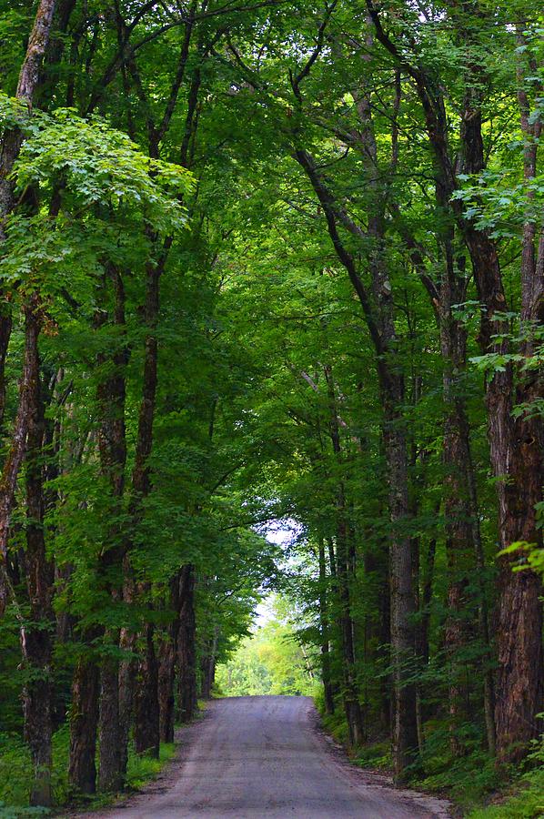 Tree Canopy Photograph By Sharon L Stacy - Fine Art America