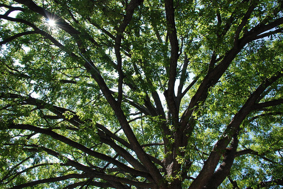 Tree Canopy Sunburst Photograph by Kenny Glover
