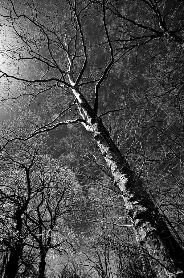 Tree Capillaries Photograph by Larry Goss