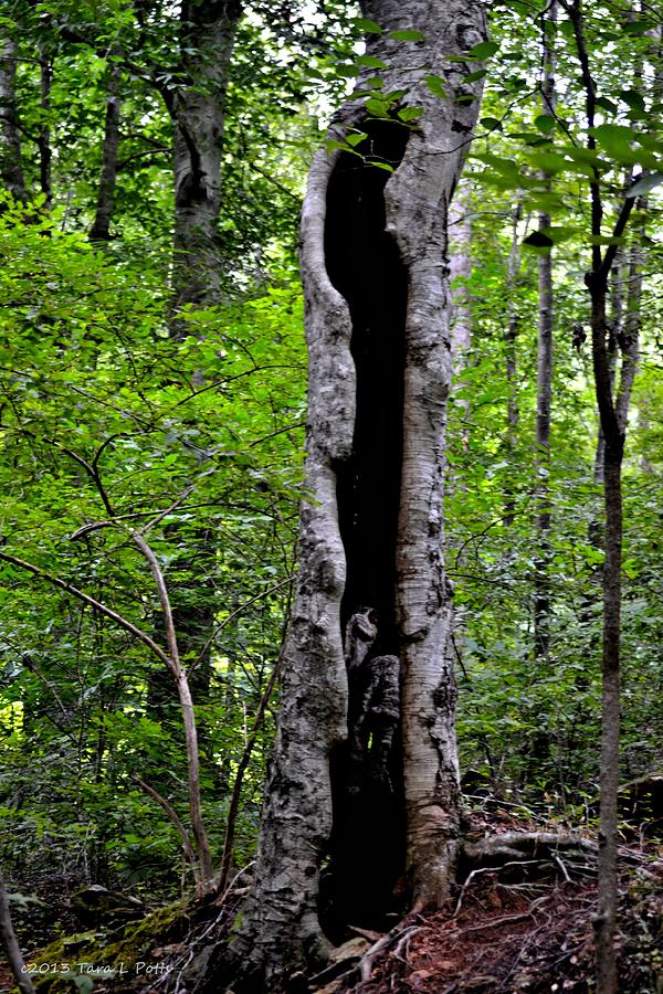 Tree Cavity Photograph by Tara Potts