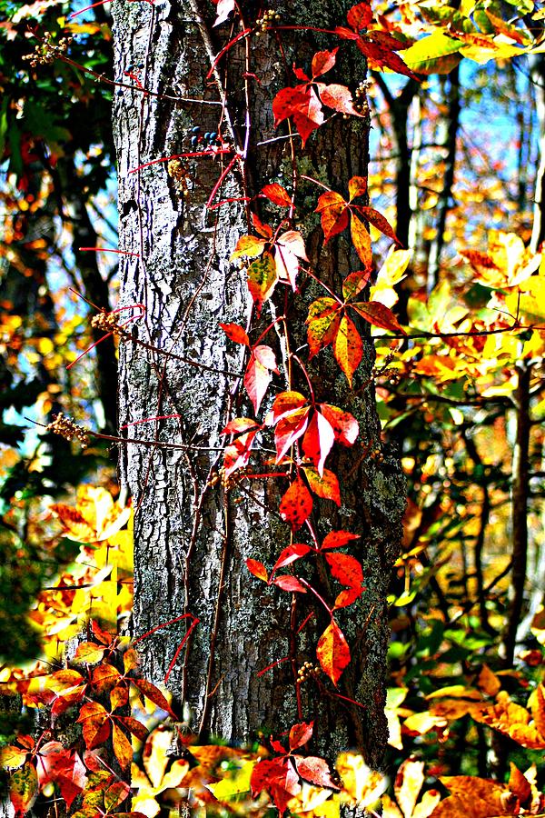 Tree Climbing Foliage Photograph by Barbara S Nickerson