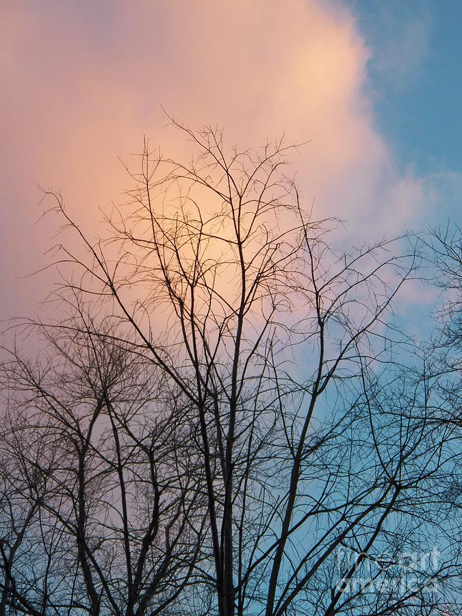 Tree Cloud Photograph by Judy Via-Wolff