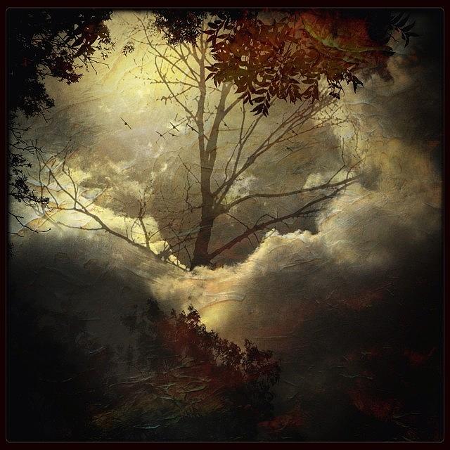 Tree Photograph - #tree #clouds #landscape #iphone4 by Judy Green