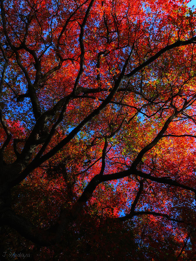 Tree Color Blast Photograph by Joseph Hedaya
