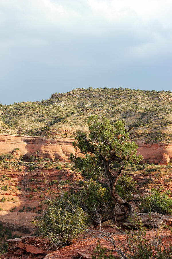 Tree Colorado National Monument Photograph by Mary Bedy