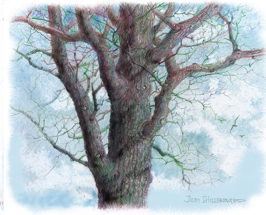 Tree Colored Pencil Drawing by Jim Hubbard