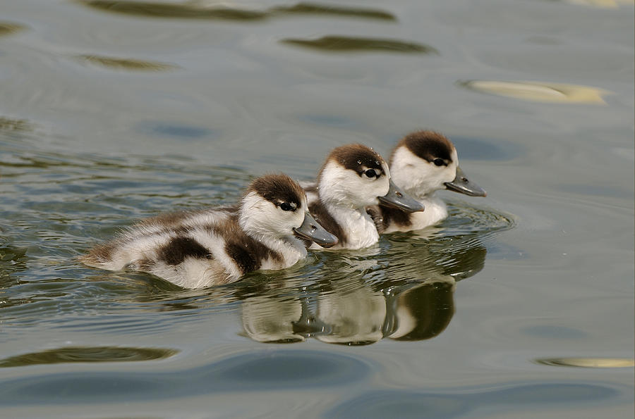 Tree Common Shelduck Ducklings Photograph by Malcolm Schuyl