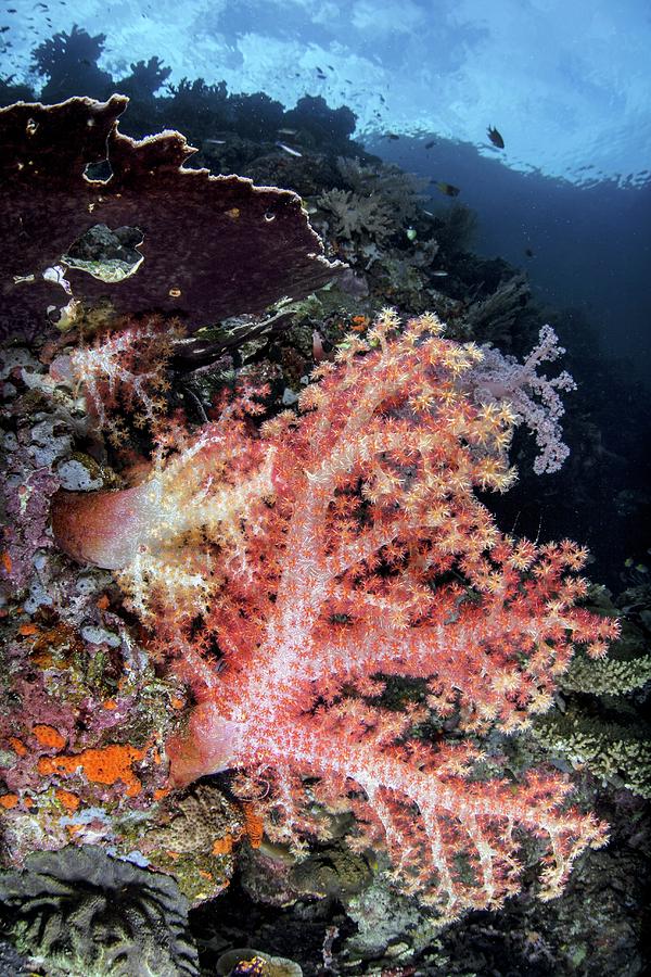 Tree Coral Photograph by Ethan Daniels