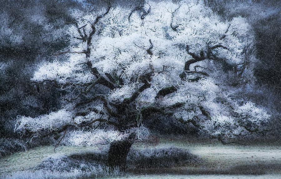 Winter Photograph - Tree Covered In Hoar Frost by Samuel Ashfield/science Photo Library
