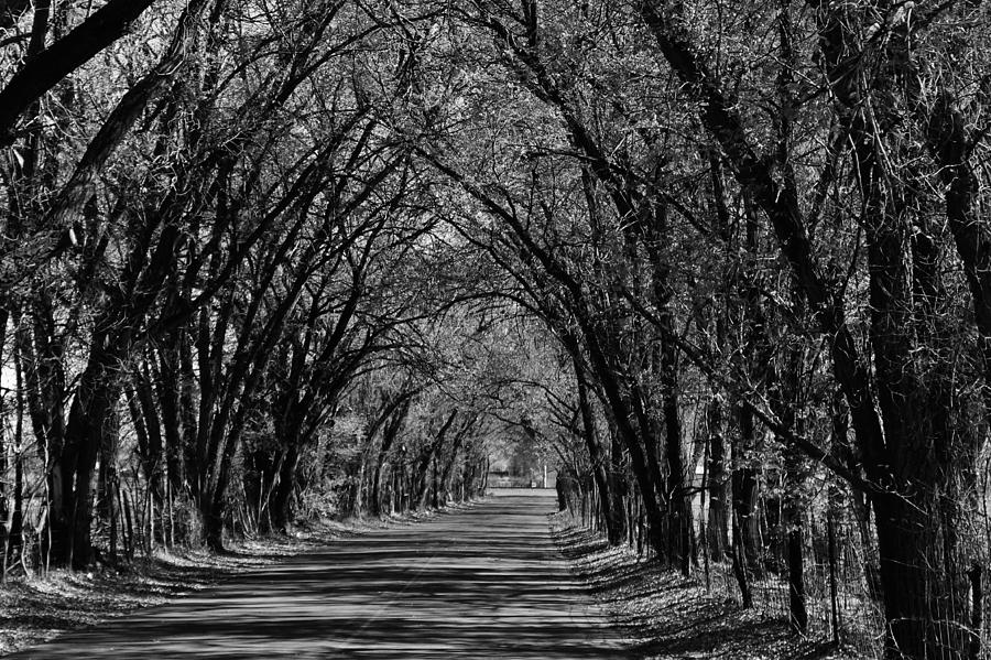 Tree Covered Lane Photograph by John Sheets - Pixels