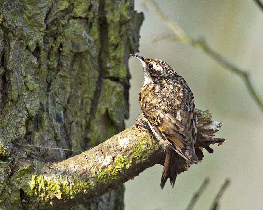 Tree Creeper Photograph by Paul Scoullar