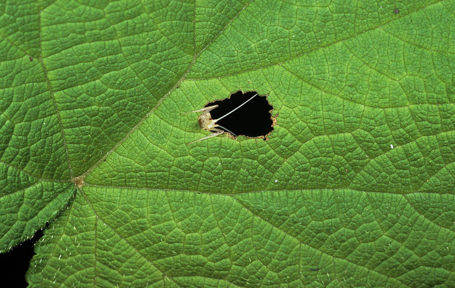 Tree Cricket In Leaf Hole Photograph by Sinclair Stammers/science Photo Library