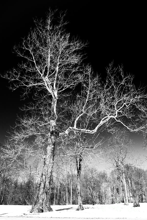 Tree Dancing Photograph by John Rizzuto
