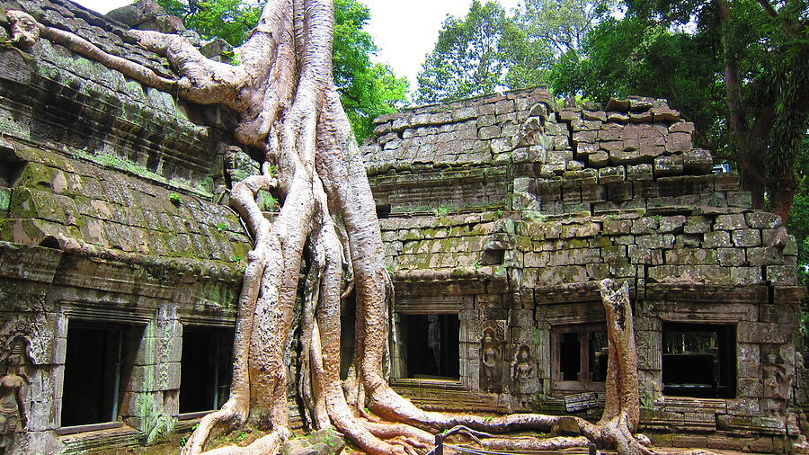 Cambodia Photograph - Tree by David McCadden
