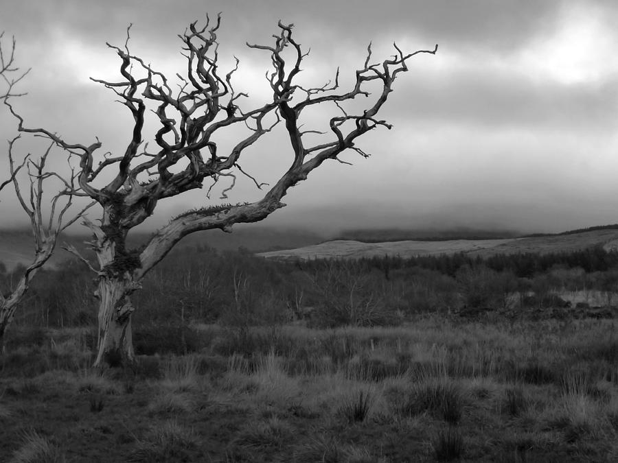 Tree Directions Photograph by Fabien White Fine Art America