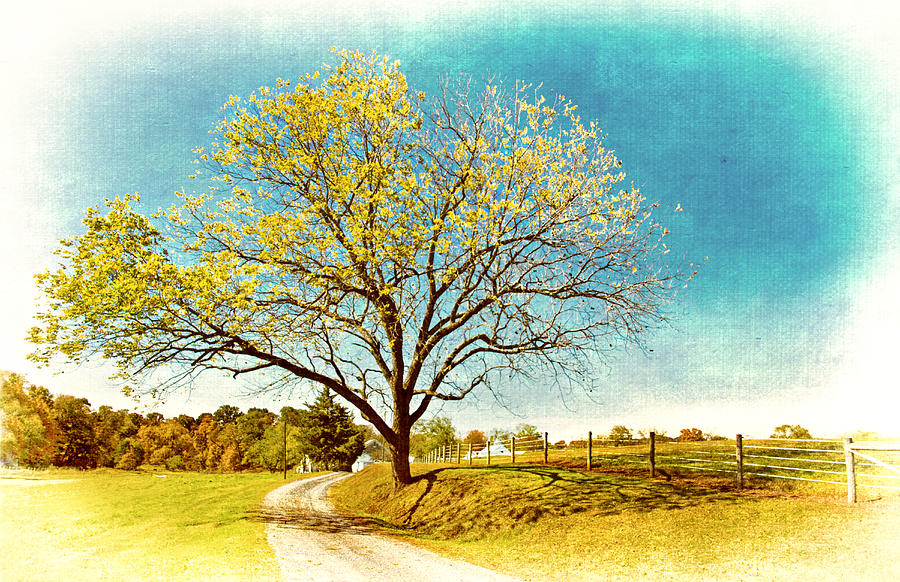 Tree down the lane Photograph by Carolyn Derstine