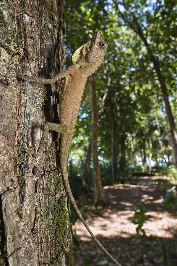 Tree Dragon Juvenile India Photograph by Konrad Wothe