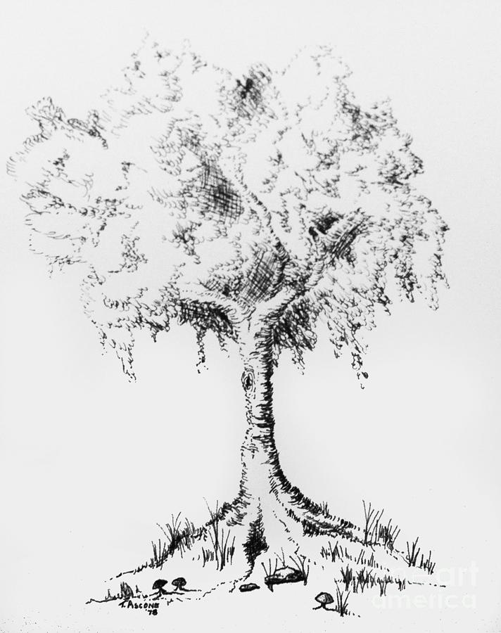 Tree Drawing Drawing by Teresa Ascone