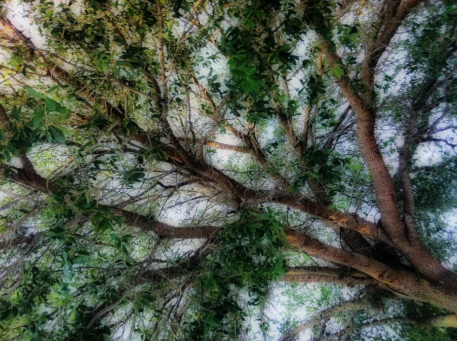 Tree Essence  Photograph by Marian Lonzetta