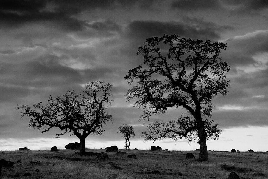 Tree Family In Black And White Photograph by Robert Woodward