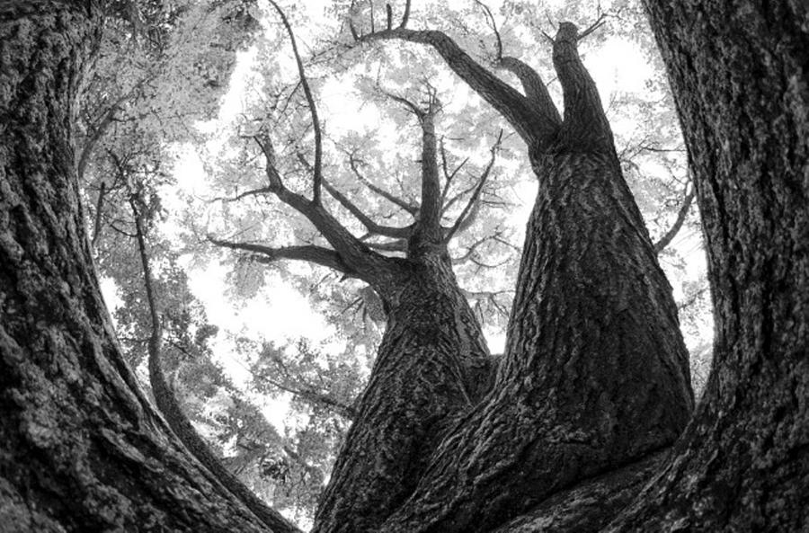 Tree Photograph - Reaching For the Sky by Trisha Buchanan