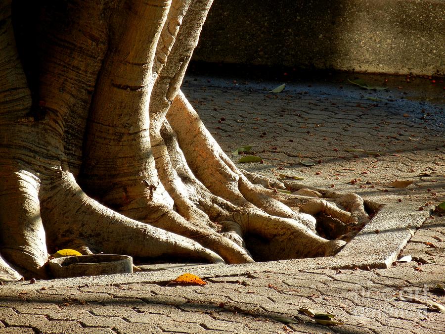 Tree Feet Photograph by Leo Sopicki