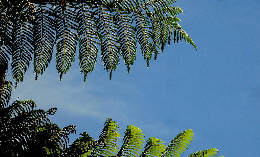 Tree Fern Abstract Photograph by Peter Mooyman