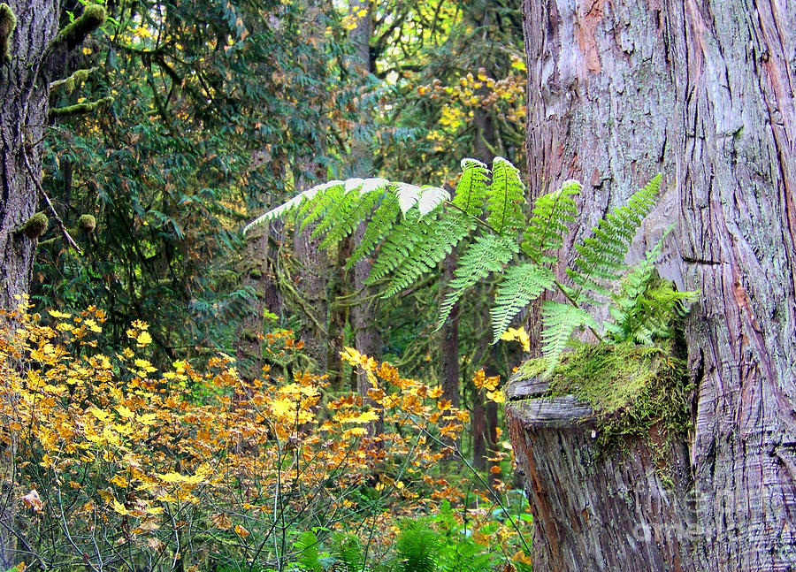 Tree Fern Photograph by Charles Robinson