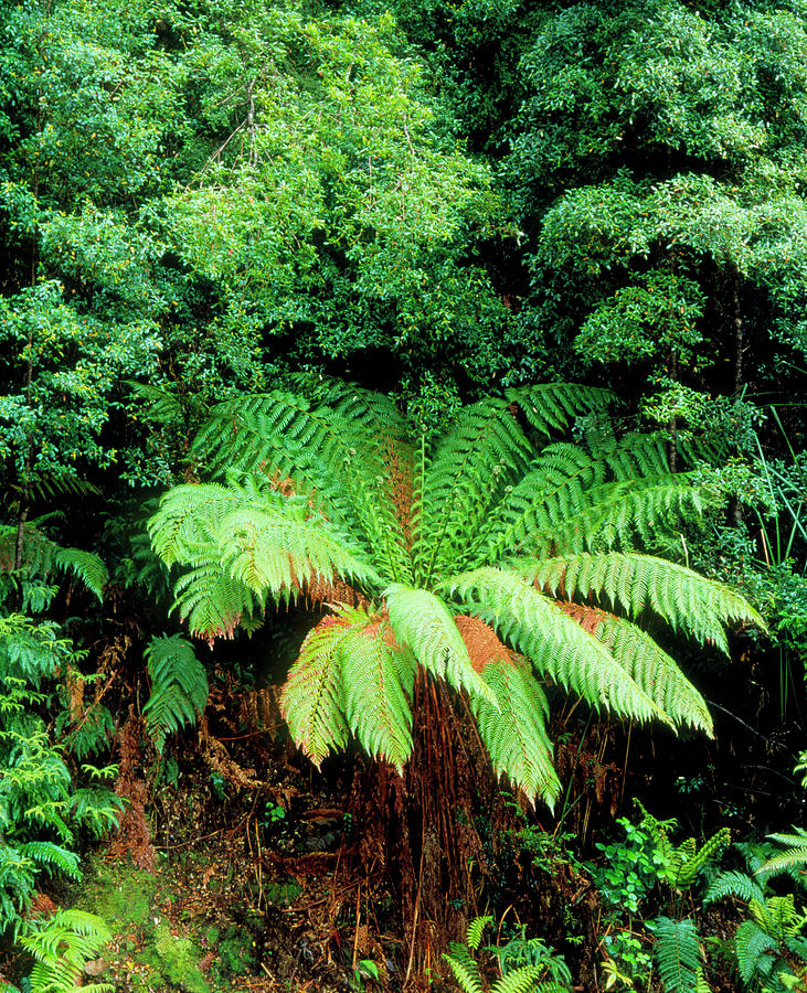 Tree Fern In Temperate Rainforest Photograph by Simon Fraser/science Photo Library
