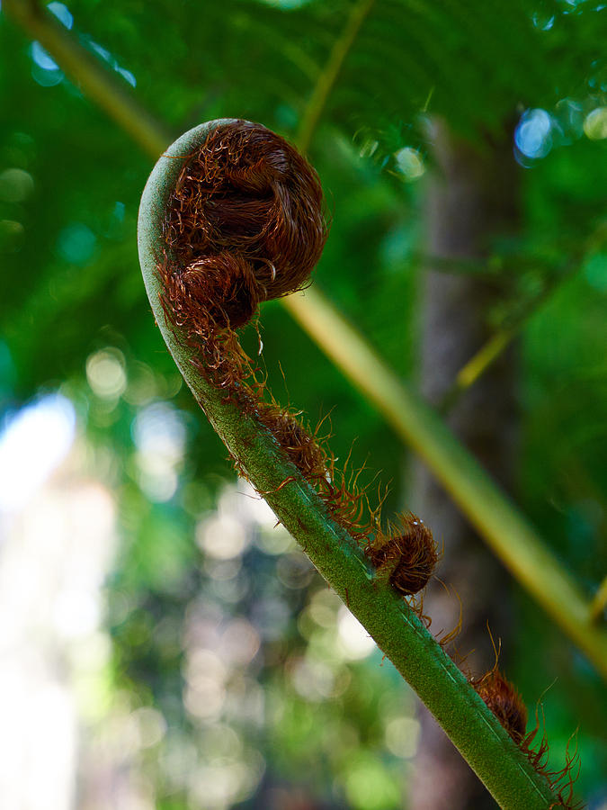 Tree fern Photograph by Jouko Lehto