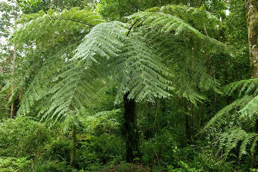 Tree Fern Photograph by Philippe Psaila/science Photo Library