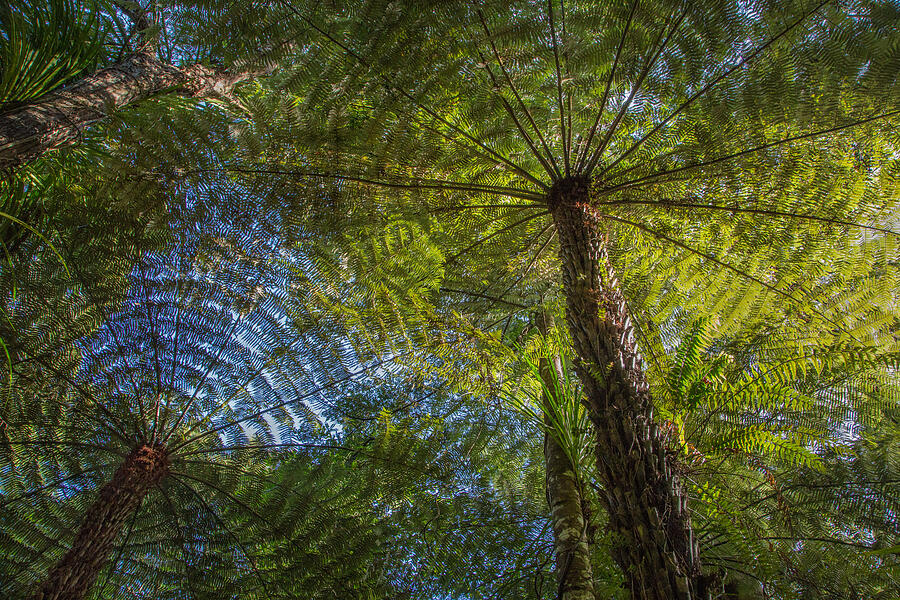 Tree Ferns from Below Photograph by Steven Schwartzman