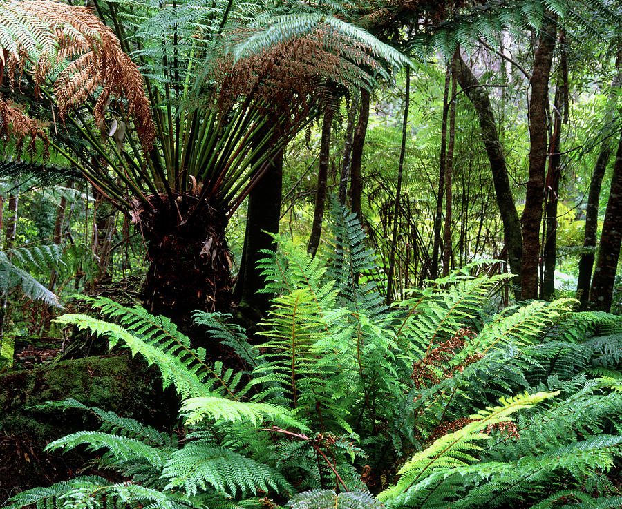 Tree Ferns In Temperate Rainforest Photograph by Simon Fraser/science Photo Library
