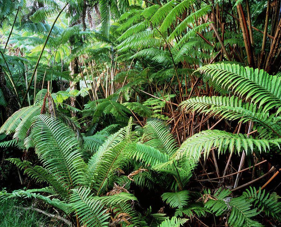 tropical fern plants