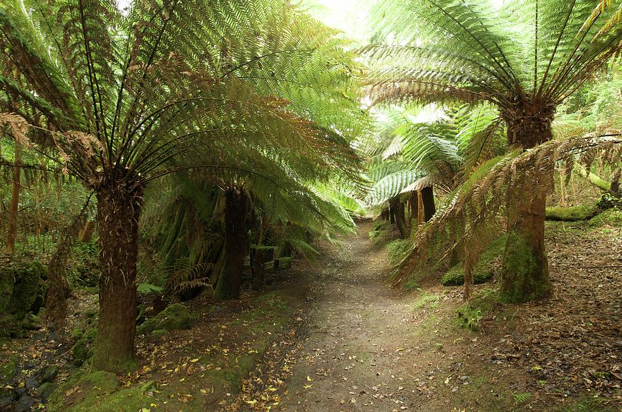 Tree Ferns On Valentia Island Photograph by Sinclair Stammers