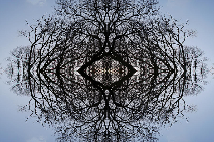 Tree flip 4 Digital Art by Steve Ball