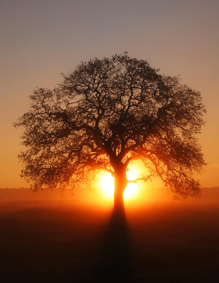 Tree Fog Sunrise Photograph by Robert Woodward