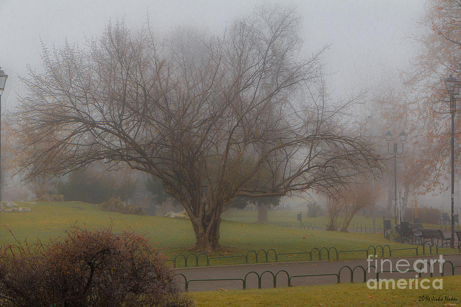 Tree Foggy Morning City Park Photograph by Jivko Nakev