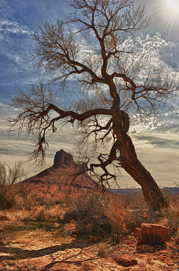 Nature Photograph - Tree Frame by Jeff R Clow