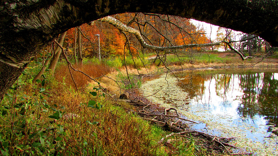 Tree Framed Autumn Photograph by Kimberly Mackowski