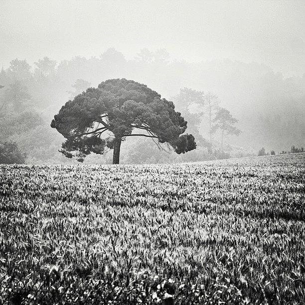 Tree Photograph - #tree #france #blackandwhite #bnw by Georgia Clare