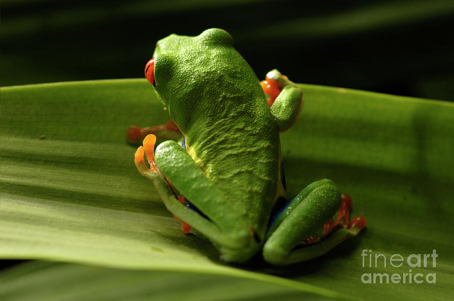 Tree Frog 11 Photograph by Bob Christopher