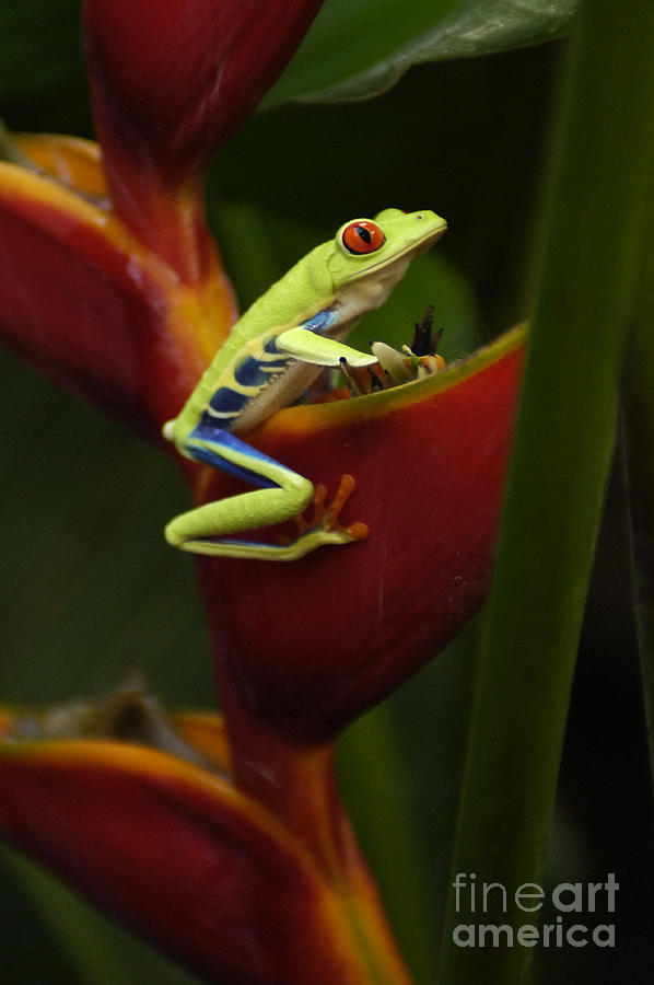 Animal Photograph - Tree Frog 3 by Bob Christopher