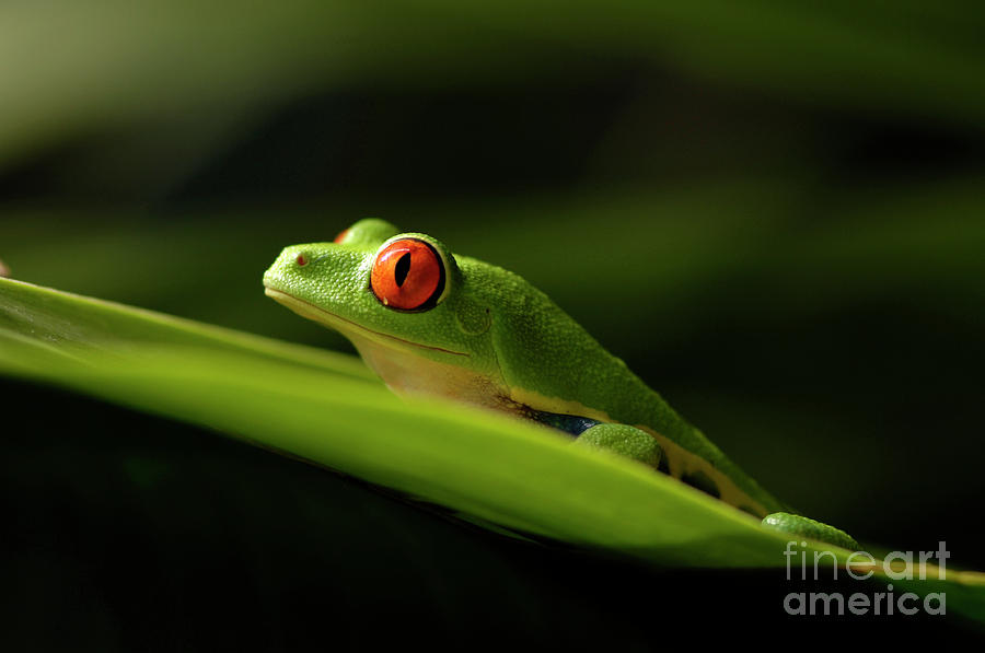 Animal Photograph - Tree Frog 8 by Bob Christopher