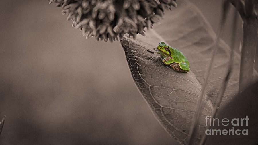Tree Frog BW Photograph by Andrew Slater