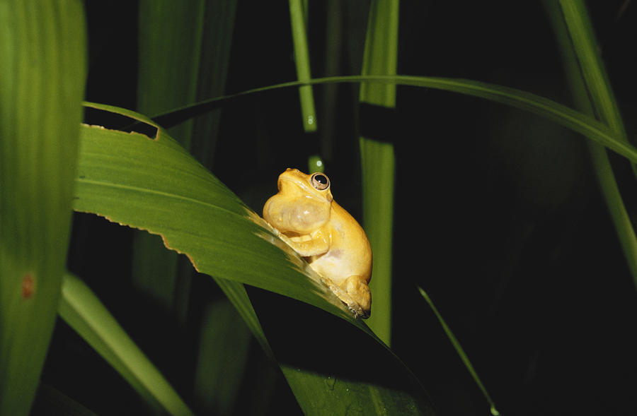 Amphibians Photograph - Tree Frog Calling by Carleton Ray
